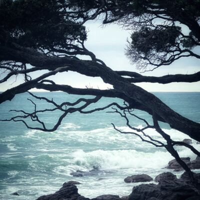 Pohutukawa Thumbnail