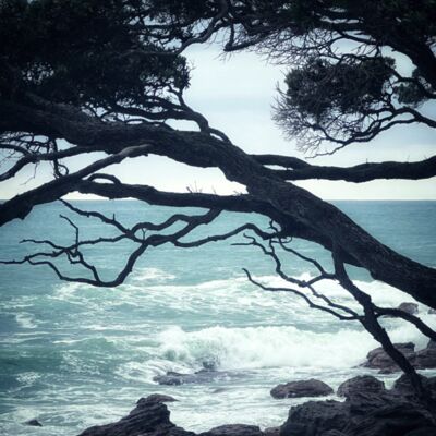 Pohutukawa Thumbnail